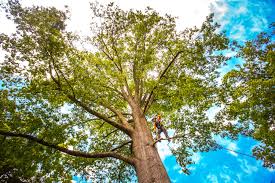 Best Tree Mulching  in Wanamassa, NJ