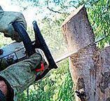 Best Stump Grinding and Removal  in Wanamassa, NJ