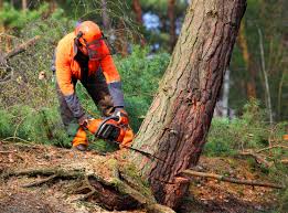 Best Tree Cabling and Bracing  in Wanamassa, NJ