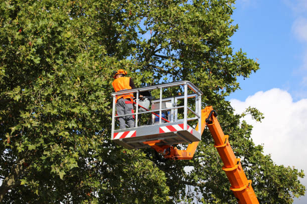 Best Tree Disease Treatment  in Wanamassa, NJ