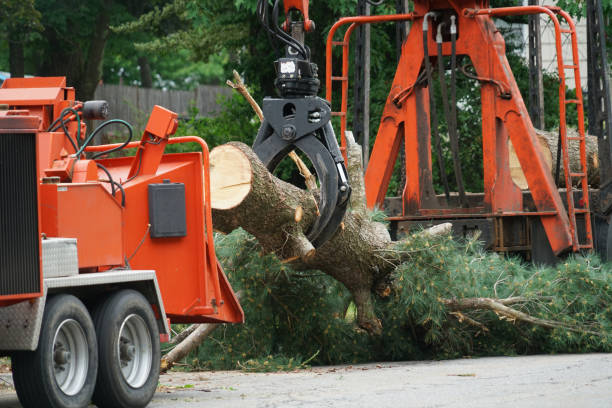 Best Tree Trimming and Pruning  in Wanamassa, NJ