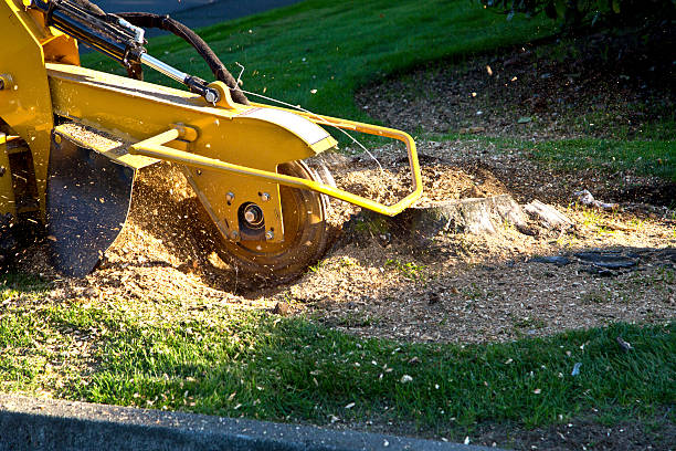 Best Storm Damage Tree Cleanup  in Wanamassa, NJ