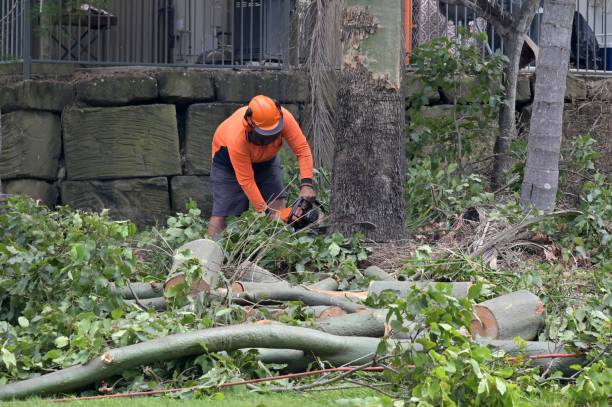 Best Utility Line Clearance  in Wanamassa, NJ