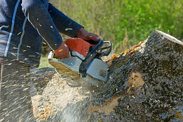 Trusted Wanamassa, NJ Tree Removal Experts