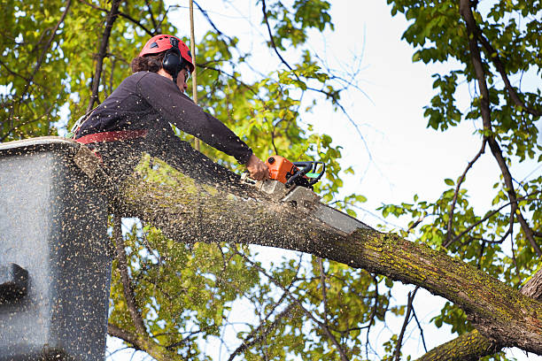 Best Lawn Watering Services  in Wanamassa, NJ